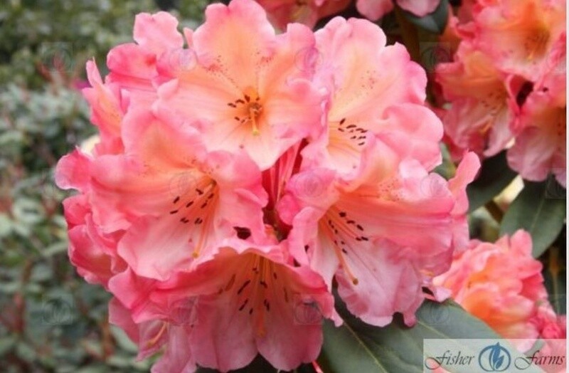 Rhody Honey Butter 1 gal