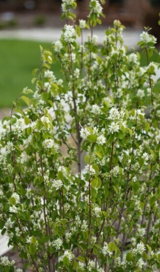 Serviceberry Standing Ovation 3 gal T