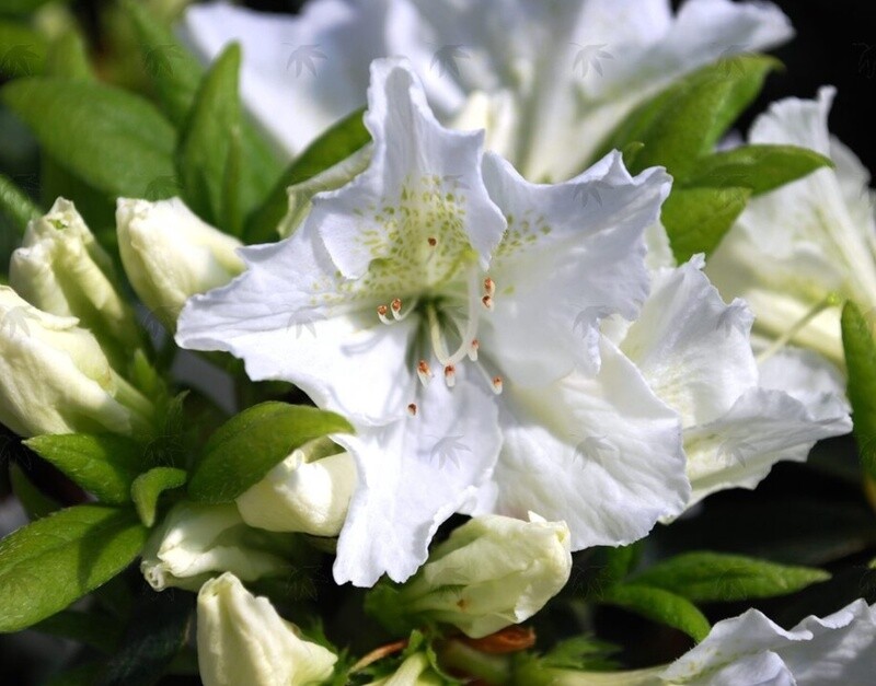 Azalea Hino White 1 gal