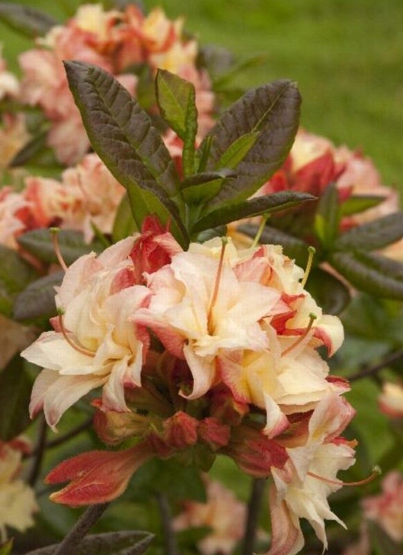 Azalea Cannons Double 3 gal