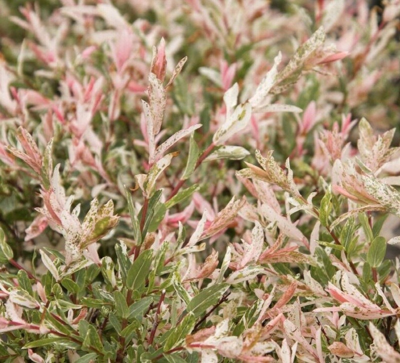 Dappled Willow Hakuro nishiki 6 gal