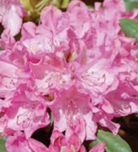 Rhody Roseum Pink 24-30&quot; 6 gal