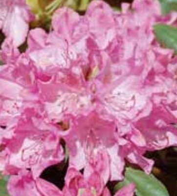 Rhody Roseum Pink 24-30" 6 gal