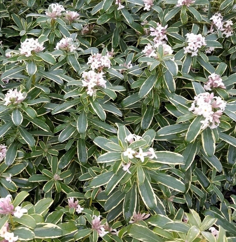 Daphne Summer Ice 2 gal