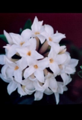 Daphne Jims Pride 2 gal