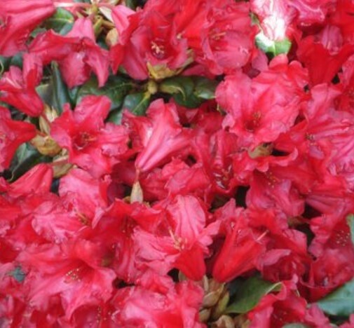 Rhody Baden Baden 2 gal