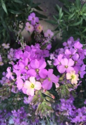 Wallflower Poem Lilac 1 gal