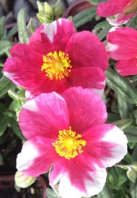 Sun Rose Raspberry Ripple 4&quot;
