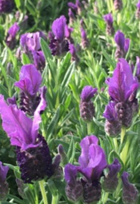 Lavender Stoechas Lavela Violet 1gal