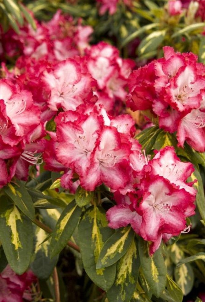 Rhody President Roosevelt 2 gal