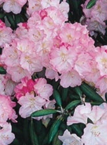 Rhody Ken Janek 5 gal 15-18&quot;