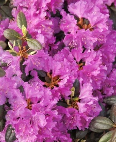Rhody PJM Regal 2 gal