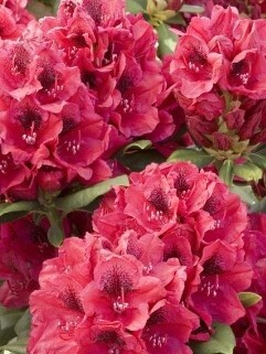 Rhody Lord Roberts 5 gal 15-18&quot;