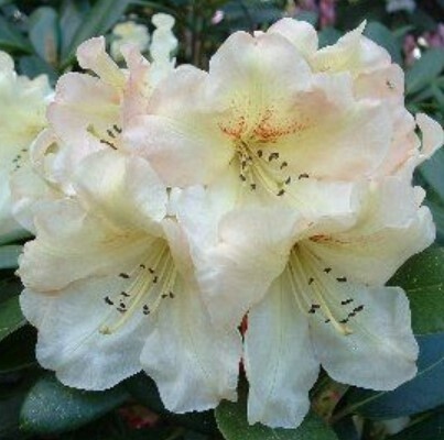 Rhody Odee Wright 2 gal