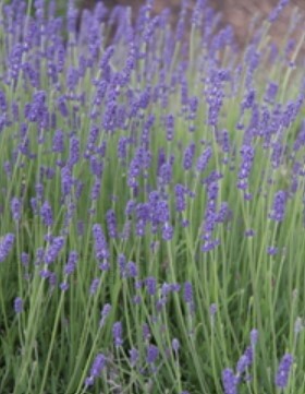Lavender Betty Blue 1gal