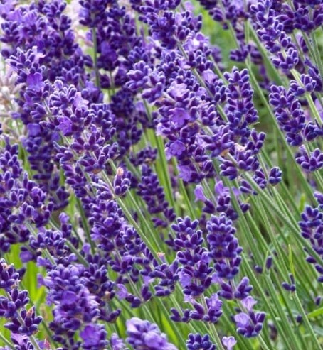 Lavender Imperial Gem 1gal