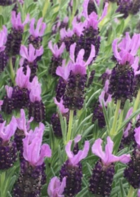 Lavender Winter Bee 1 gal