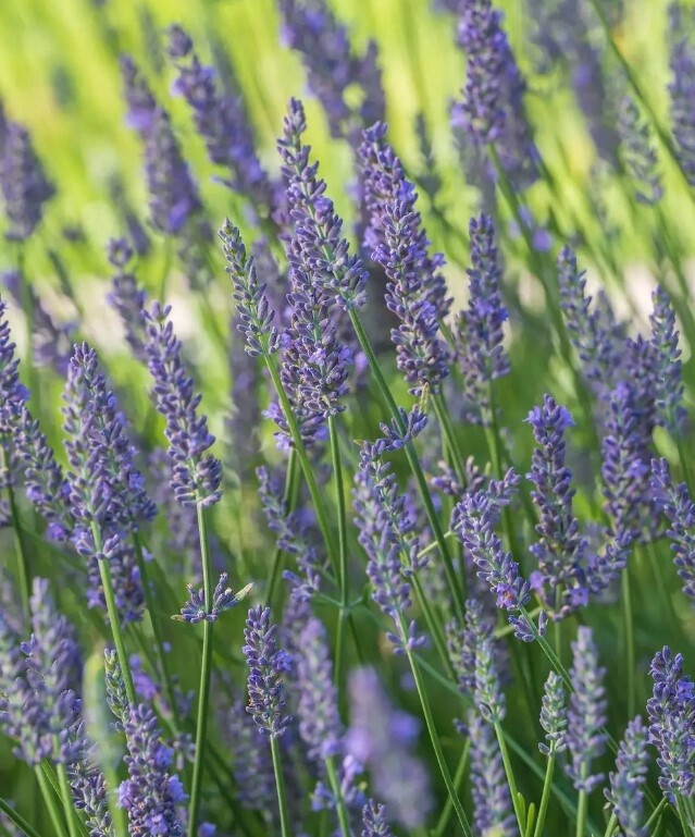 Lavender Sensational! 1gal