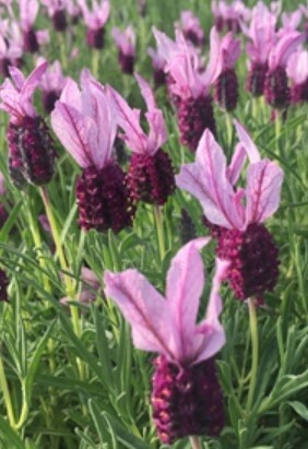 Lavender Ruffles Mulberry 1gal