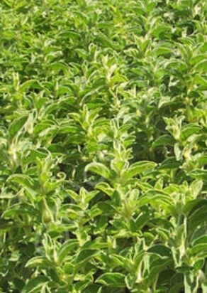 Marjoram Hardy 4&quot;