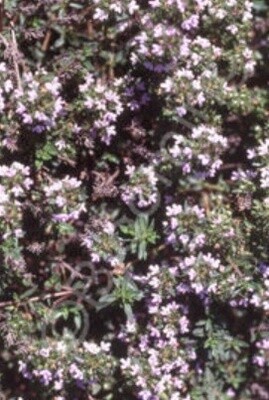 Thyme Caraway 4"
