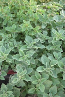 Oregano Dark Leaf 4&quot;
