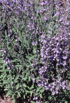 Sage Dwarf Green 4&quot;