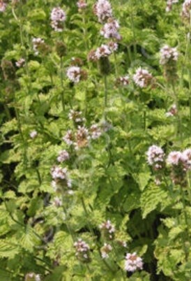 Spearmint Curly 4&quot;