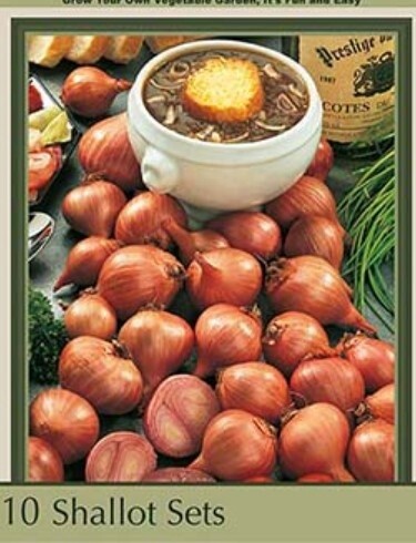 Red Shallots 15 pk