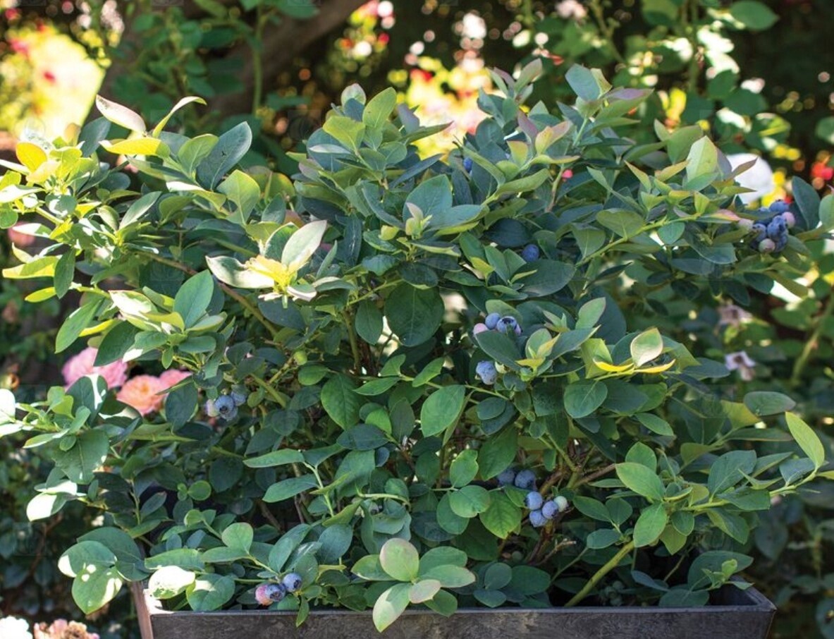 Blueberry Silver Dollar 1 gal