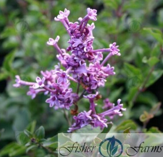 Lilac Bloomerang Purple Penda 1 gal