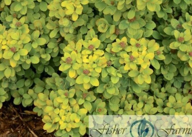 Spiraea Glow Girl Tor Gold 1 gal