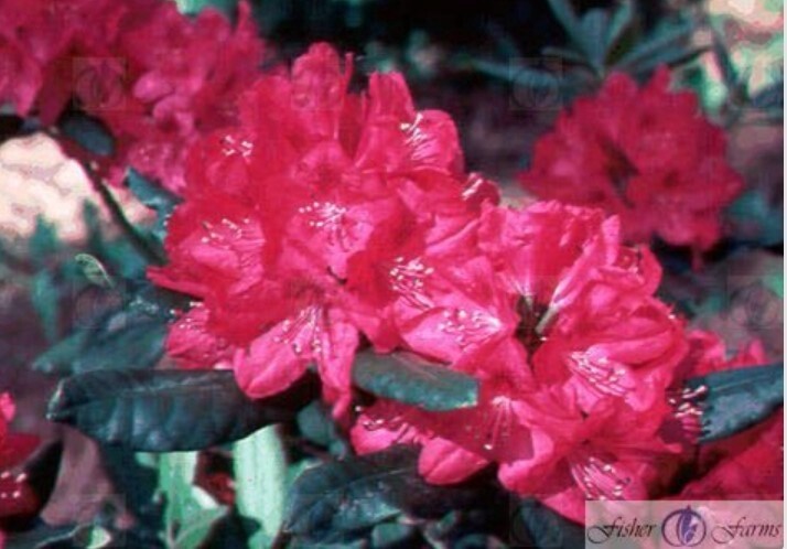 Rhody Nova Zembla 3 gal