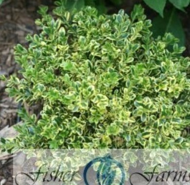 Boxwood Wedding Ring 1 gal