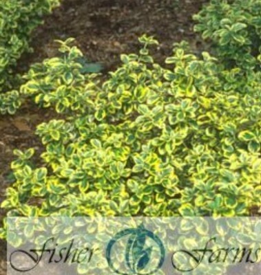 Euonymus Gold Splash 1 gal