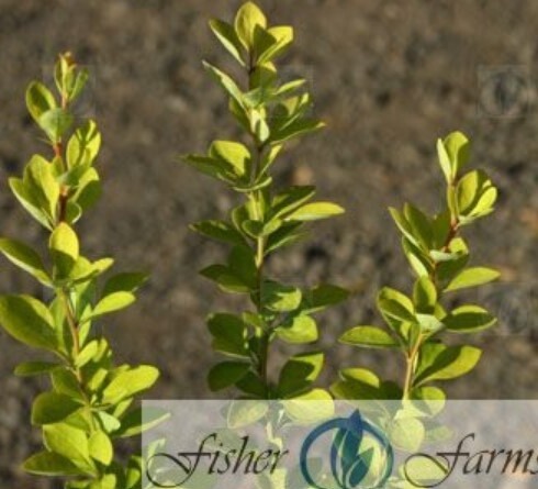 Barberry Sunjoy Gold Pillar 1 gal