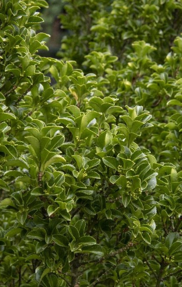 Euonymus Greenspire 1 gal