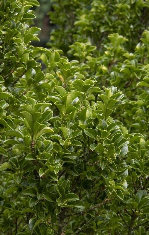 Euonymus Greenspire 1 gal