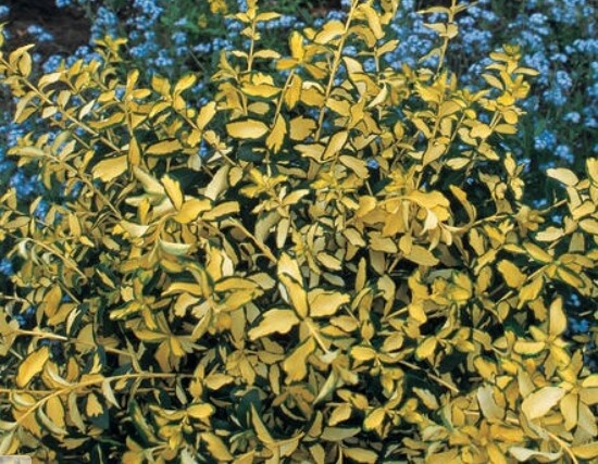 Euonymus Blondy 1 gal