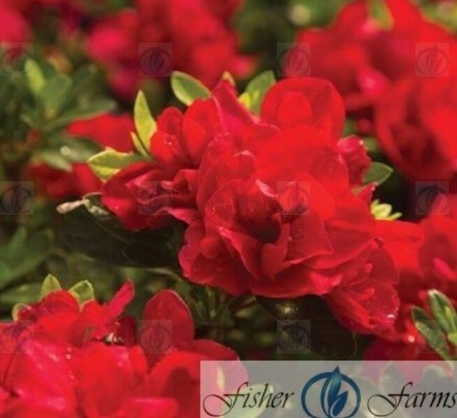 Azalea Autumn Bonfire True #1 gal