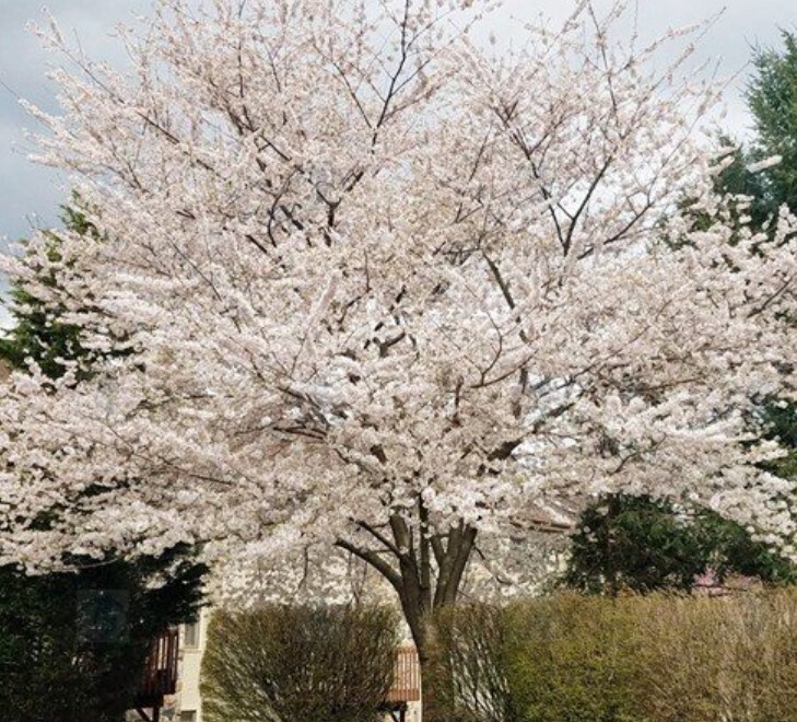 Flowering Orn Cherry Yoshino 10 gal
