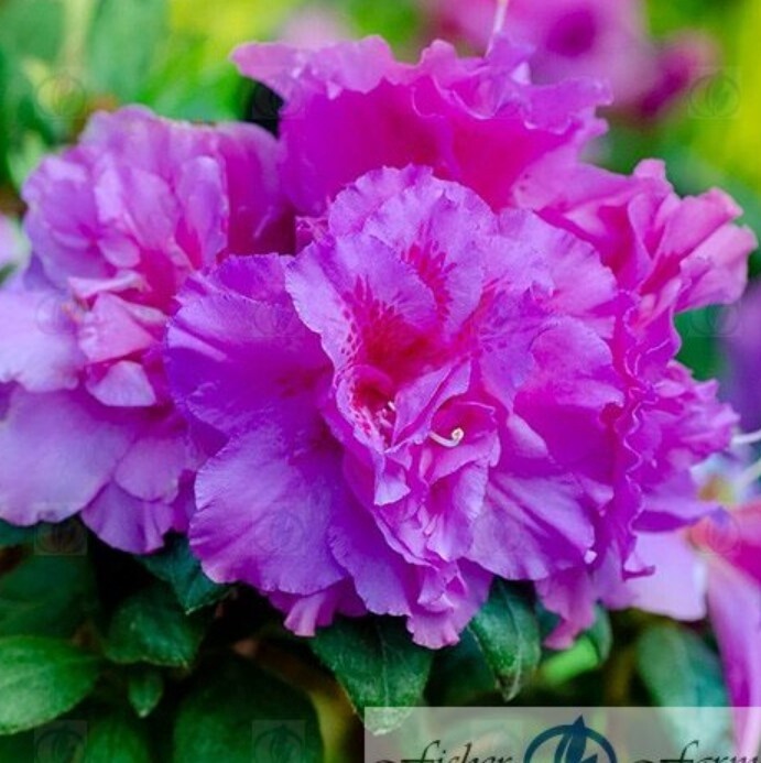 Azalea Autumn Majesty #1