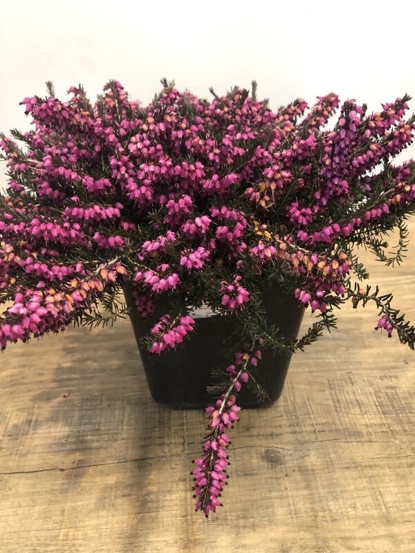 Erica Kramers Rote Red QT