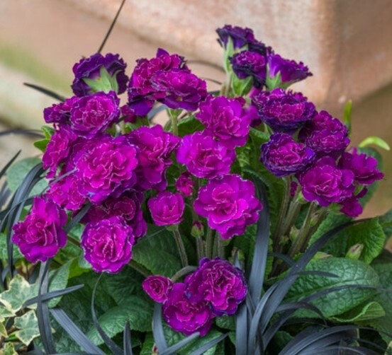 Primrose Belarina Beaujolais Qt