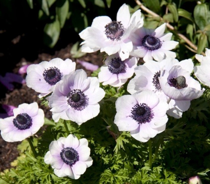 Anemone Harmony Pearl 1 gal