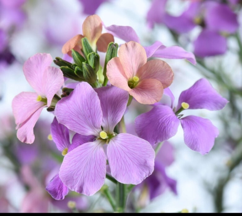 Wallflower Bicolor Purple 1 Gal