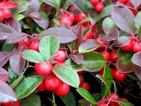 Wintergreen  4"
