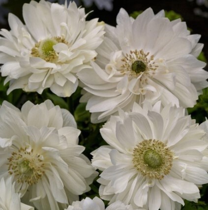 Anemone Double White Qt