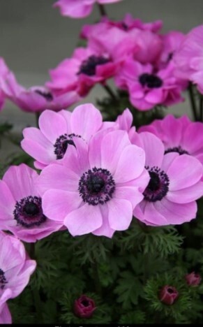 Anemone Harmony Orchid Qt
