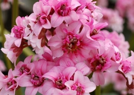Bergenia Dragonfly Sakura Qt